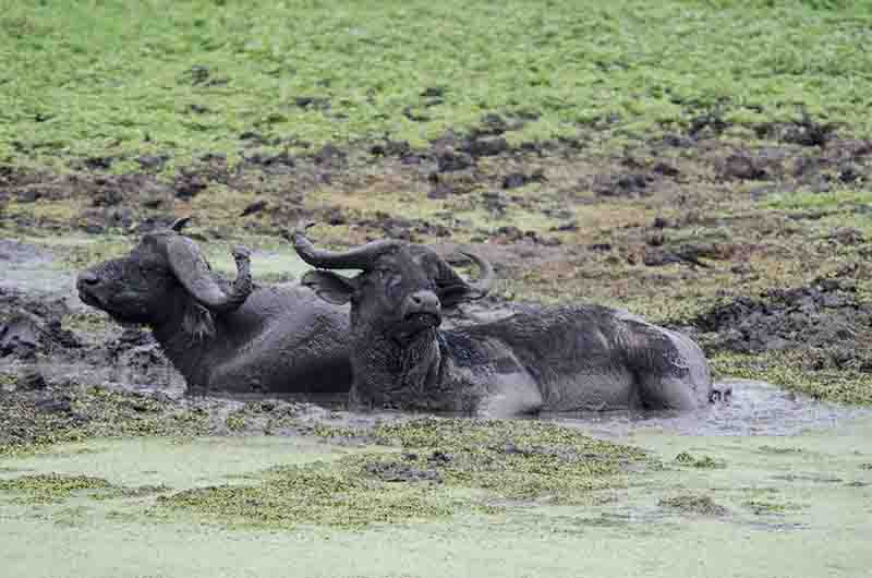 57 - Bufalos africanos - parque nacional Queen Elizabeth - Uganda